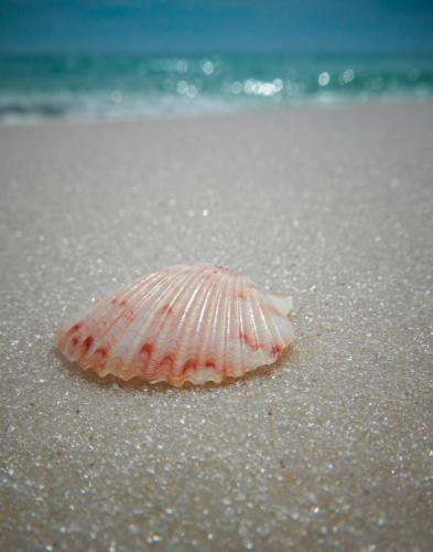 Seashell, Panama City Beach