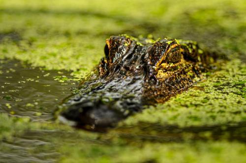 2013-05-30 549-PSEDIT