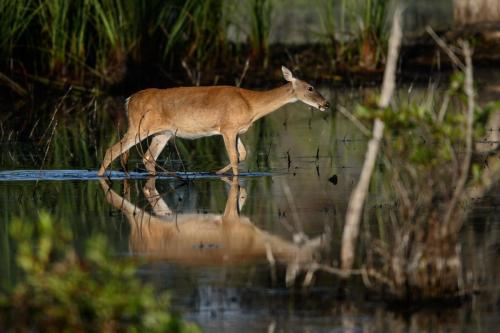 Whitetail doe wading through the marsh at St. Andrews State Park.