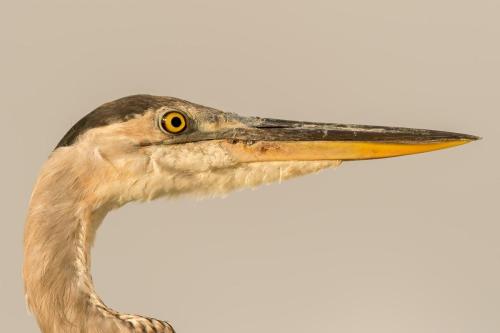 2016-09-04 Novak 046-Edit