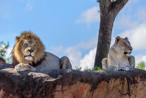 Mated lion pair.