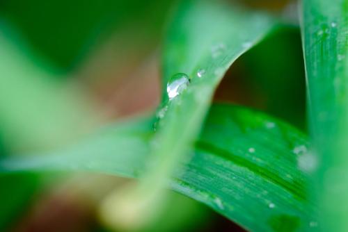 Raindrop