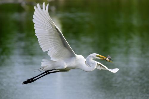 2017-05-13 Novak 029-Edit