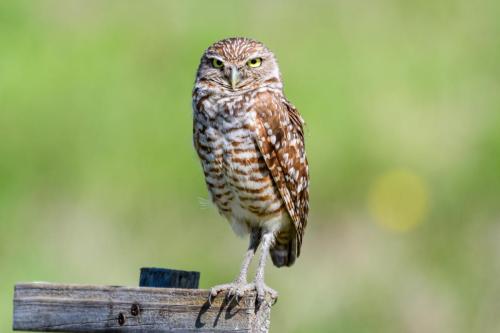 2017-05-17 Novak 003-Edit