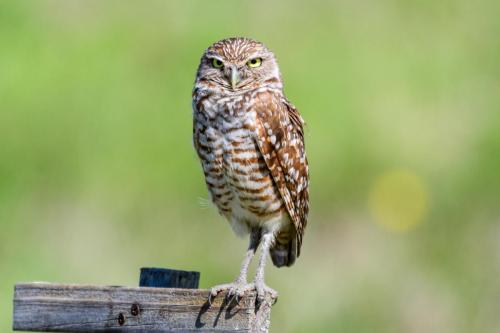 Burrowing Owl on its perch, Cape Coral, FL.
