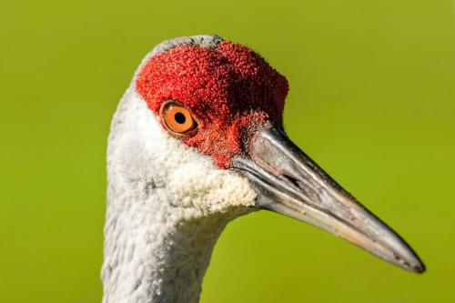 Sanhill Crane.  ©2017 Kevin Novak.