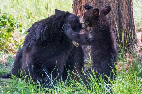 2018-07-02 Novak 0557-Edit-2