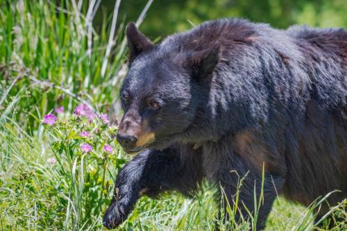 2018-07-02 Novak 1433-Edit