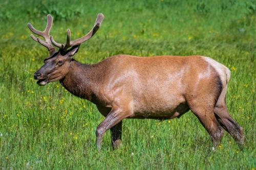 2018-07-03 Novak 0099-Edit