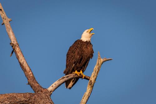 Bald Eagle letting everyone know who's in charge.  ©2018 Kevin Novak.