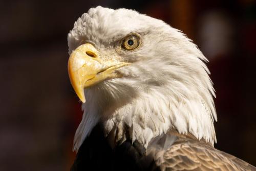 Hope, the 35-year-old rescued Bald Eagle at Animal Kingdom.