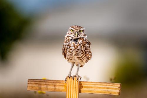 2019-04-08 Novak 0046-Edit