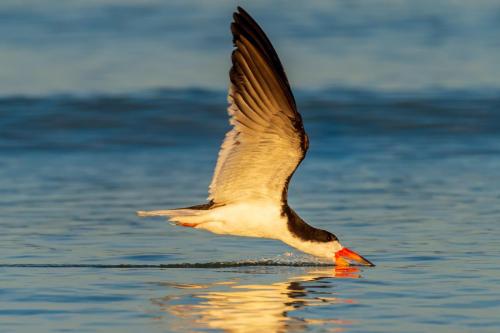 2020-06-22 Novak 007-Edit