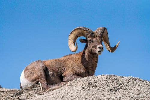 Bighorn Ram.  Badlands National Park, South Dakota.