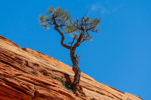 Zion National Park.