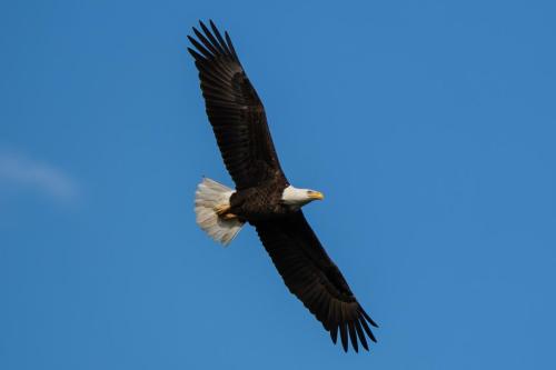 Bald Eagle, Venice, FL.
