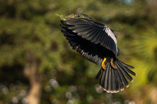 Anhinga bringing home some nesting material.