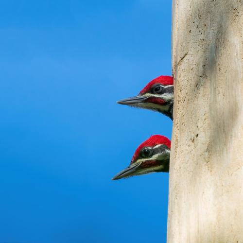 Juvenile Pileated Woodpeckers.