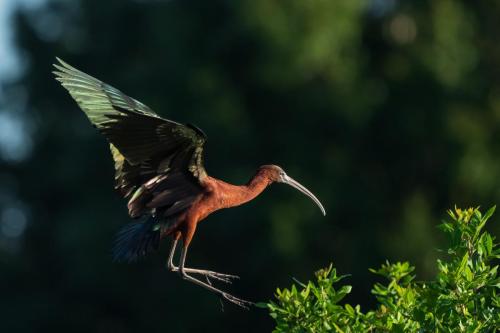Glossy Ibis.
