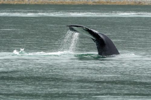 Humpback Whale, Juneau Alaska.