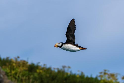 Tufted Puffin.  Alaska.