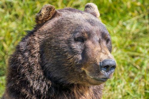 Brown Bear.  Alaska.