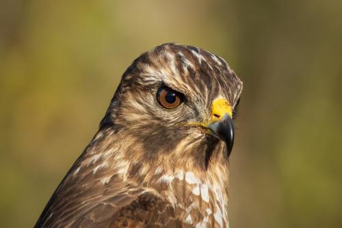 Red-shouldered Hawk.  Florida.