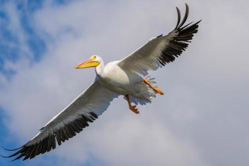 White Pelican.  Florida.