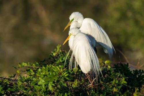 Nested pair of Great Egrets.  Florida.