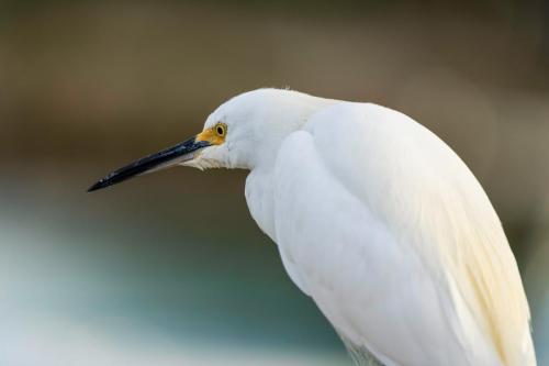 Snowy Egret.  Forida.