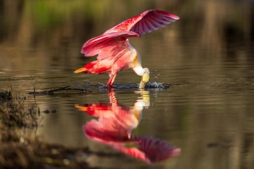 Roseate Spoonbill.  Florida.