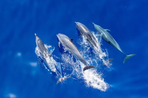 Bottlenose Dolphins playing in the bow wake of the Seabourn Pursuit, Fiji.