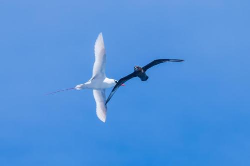 Red-tailed Tropic Bird and Murphy's Petrel, Ducie Island.