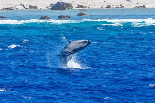 Humpback Whale, Ducie Island.