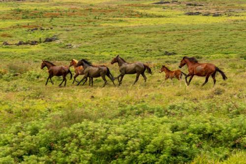 Wild horses, Easter Island, Chile.