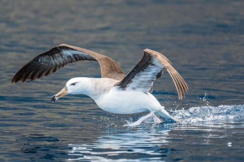 Black-browed Albatross, Selkirk Island.