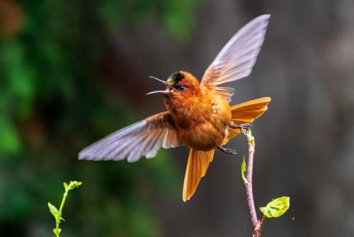 Juan Fernandez Firecrown Hummingbird, Robinson Crusoe Island, Chile.