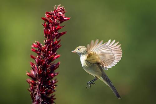 White-crested Elaenia, San Antonio, Chile.