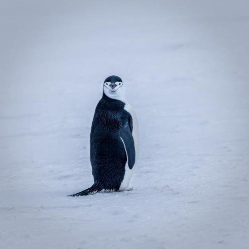 Chinstrap Penguin, Livingston Island, Antarctica.