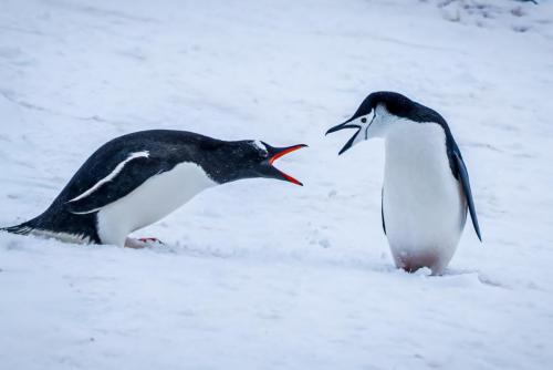 Gentoo and Chinstrap Penguins having a tiff, Livingston Island, Antarctica.