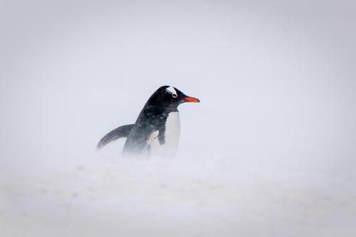 Gentoo Penguin, Greenwich Island, Antarctica.