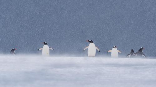 Gentoo Penguins, Greenwich Island, Antarctica.