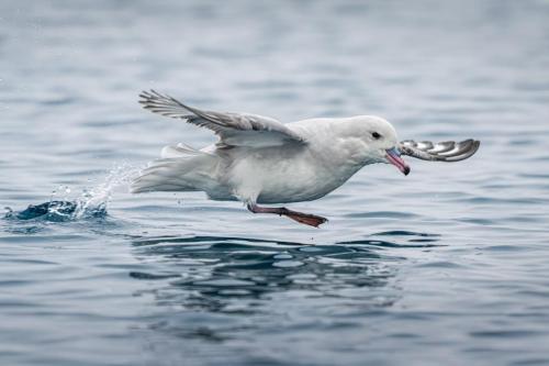 Southern Fulmar, Davis Island, Antarctica.