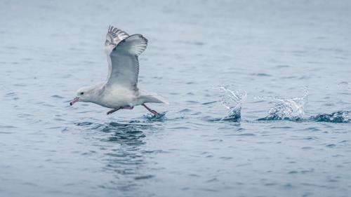 Southern Fulmar, Davis Island, Antarctica.
