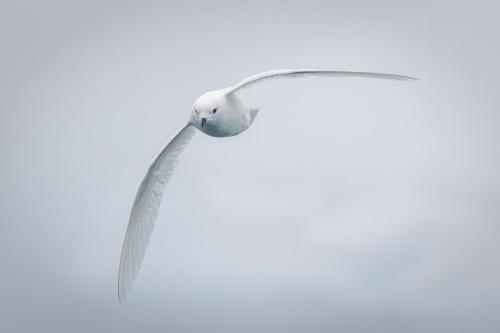 Snow Petrel, Davis Island, Antarctica.