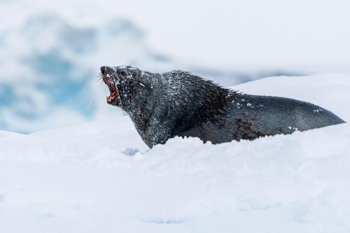 Fur Seal, Cuverville Island, Antarctica.