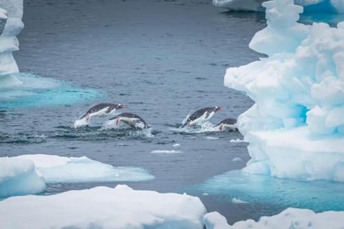 Gentoo Penguins, Danco Island, Antarctica.