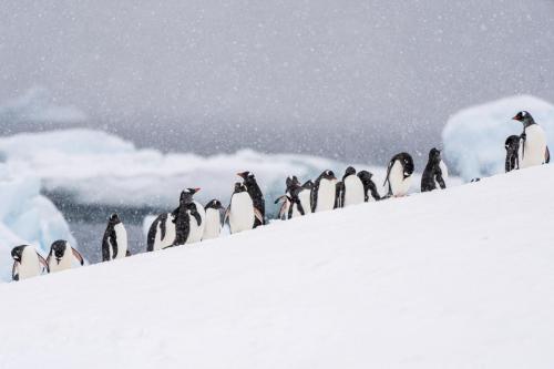 Gentoo Penguins, Danco Island, Antarctica.