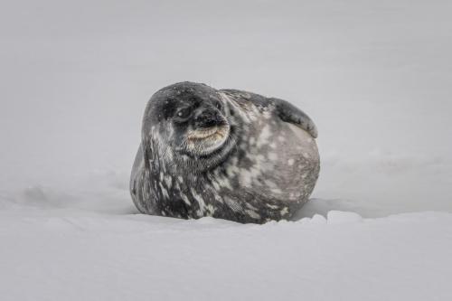 Weddell Seal, Telephon Bay, Antarctica.
