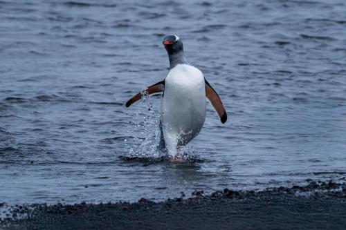 Gentoo Penguin, Deception Island, Antarctica.